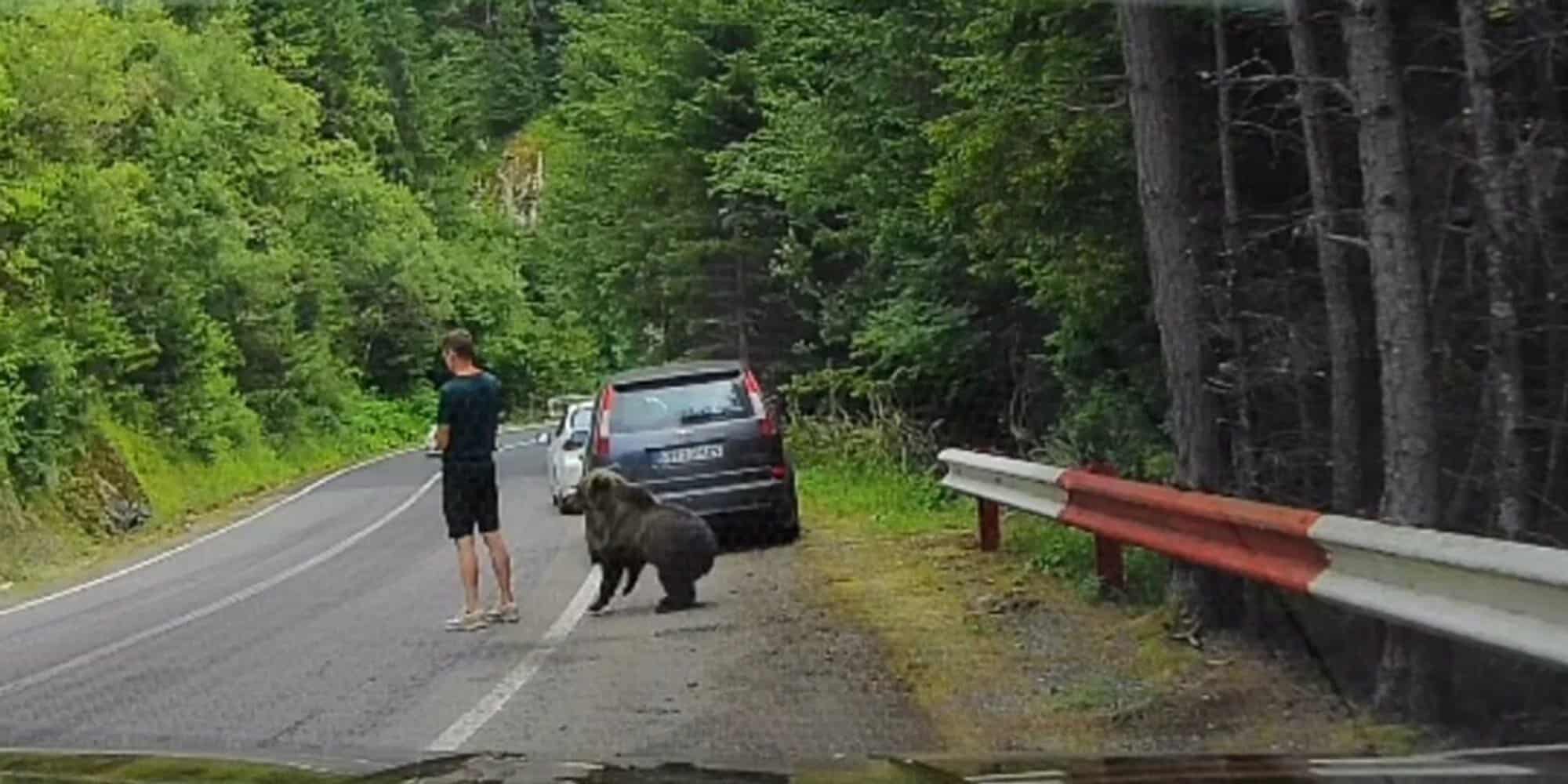 Moment tensionat pe Transfăgărășan. Un urs s-a apropiat la numai câțiva centimetri de un turist