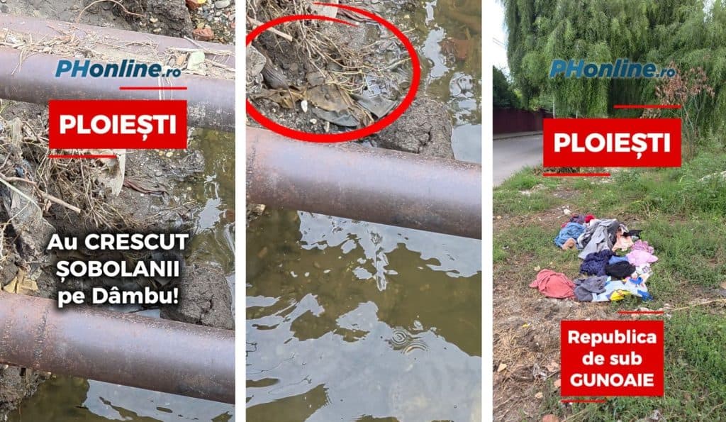 VIDEO: Republica de sub gunoaie și șobolani. Ploieștiul, un focar de infecție! Pe Dâmbu, șobolanii au învățat să înoate ca David Popovici!