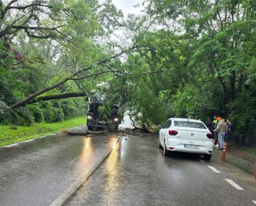 Doi copaci s-au prăbușit peste un camion, la Păulești Doi copaci s-au prăbușit peste un camion, la Păulești