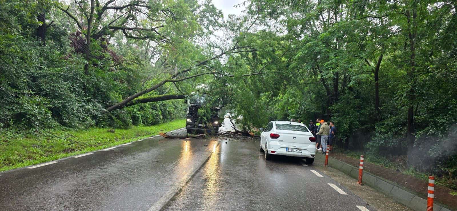 Doi copaci s-au prăbușit peste un camion, la Păulești