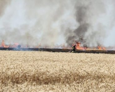 VIDEO: Lan de grâu în flăcări la Mizil. Avertismentul pompierilor prahoveni VIDEO: Lan de grâu în flăcări la Mizil. Avertismentul pompierilor prahoveni