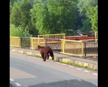 VIDEO: Urs filmat pe stradă, la Aluniș. Autoritățile locale au intervenit imediat VIDEO: Urs filmat pe stradă, la Aluniș. Autoritățile locale au intervenit imediat