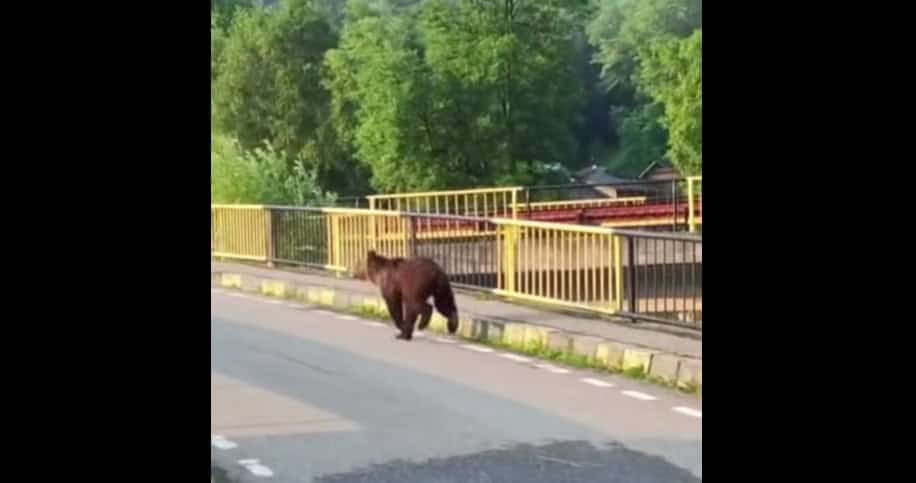 VIDEO: Urs filmat pe stradă, la Aluniș. Autoritățile locale au intervenit imediat