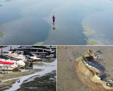 „Putem merge pe jos până în România”. Dunărea și Rinul seacă sub caniculă: reactoare oprite, nave blocate și epave descoperite