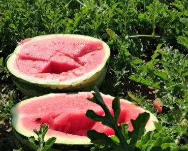 Efectele consumului zilnic de pepene asupra rinichilor. Ce spun specialiștii Efectele consumului zilnic de pepene asupra rinichilor. Ce spun specialiștii
