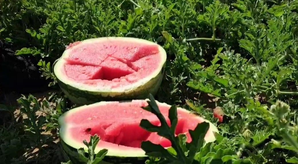 Efectele consumului zilnic de pepene asupra rinichilor. Ce spun specialiștii Efectele consumului zilnic de pepene asupra rinichilor. Ce spun specialiștii
