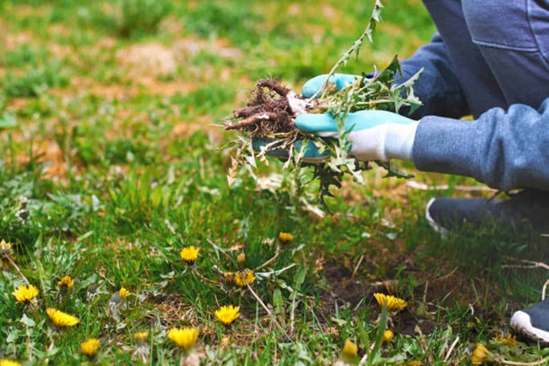 Trucul natural și ieftin care te scapă rapid de buruienile din curte. Nu ai nevoie decât de câteva ingrediente simple Trucul natural și ieftin care te scapă rapid de buruienile din curte. Nu ai nevoie decât de câteva ingrediente simple