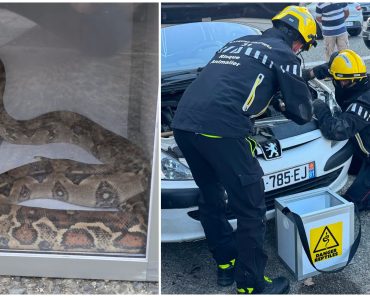 Descoperire terifiantă sub capota unei mașini! Un șofer francez a încremenit când a dat peste un șarpe boa