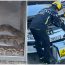 Descoperire terifiantă sub capota unei mașini! Un șofer francez a încremenit când a dat peste un șarpe boa