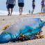 „Teroarea plutitoare” a invadat plajele din Europa. Cum ajung aceste animale veninoase tot mai des în Mediterana și Atlanticul de Nord