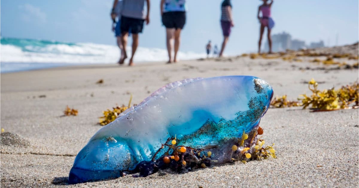 „Teroarea plutitoare” a invadat plajele din Europa. Cum ajung aceste animale veninoase tot mai des în Mediterana și Atlanticul de Nord
