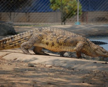 Un copil de 3 ani, aruncat de un necunoscut într-un țarc cu crocodili, la o grădină zoo. A avut nevoie de șapte operații Un copil de 3 ani, aruncat de un necunoscut într-un țarc cu crocodili, la o grădină zoo. A avut nevoie de șapte operații
