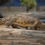 Un copil de 3 ani, aruncat de un necunoscut într-un țarc cu crocodili, la o grădină zoo. A avut nevoie de șapte operații