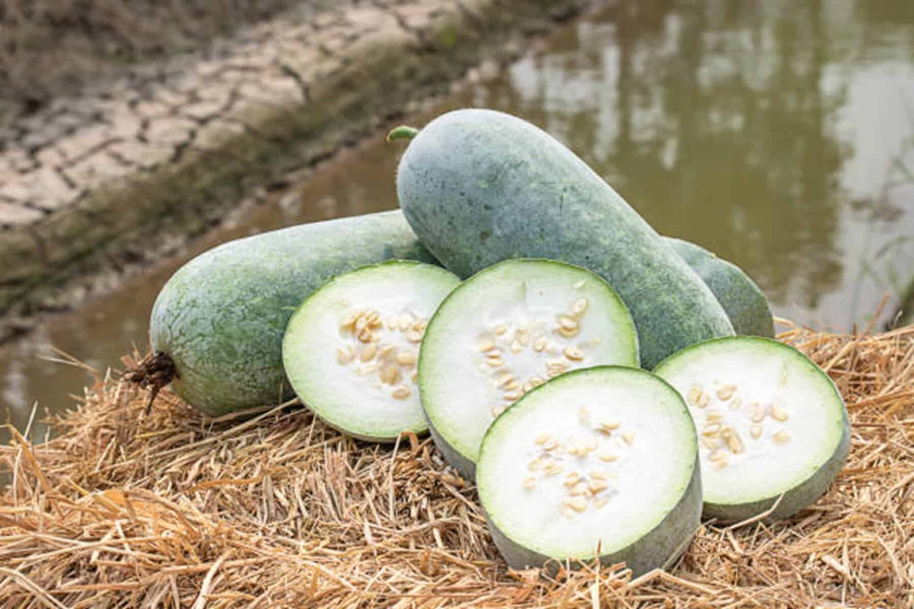 Fructul exotic de 20 de kilograme cultivat și în România. Rezistă un an în cămară și este crocant ca morcovul Fructul exotic de 20 de kilograme cultivat și în România. Rezistă un an în cămară și este crocant ca morcovul