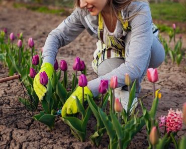 Florile pe care trebuie să le plantezi în luna septembrie. Curtea ta va arăta superb în primăvară