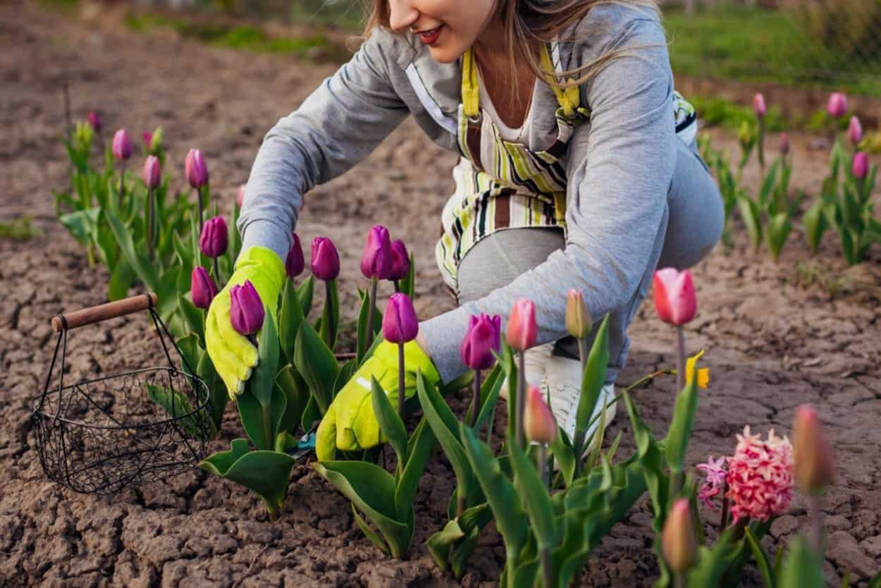 Florile pe care trebuie să le plantezi în luna septembrie. Curtea ta va arăta superb în primăvară