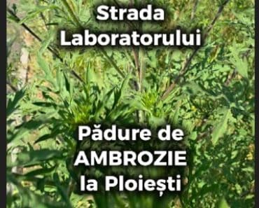 VIDEO: Ești din Ploiești și ai alergie la ambrozie? Închide-te în casă sau fugi! Planta a invadat periferia orașului VIDEO: Ești din Ploiești și ai alergie la ambrozie? Închide-te în casă sau fugi! Planta a invadat periferia orașului