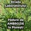 VIDEO: Ești din Ploiești și ai alergie la ambrozie? Închide-te în casă sau fugi! Planta a invadat periferia orașului