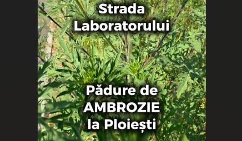 VIDEO: Ești din Ploiești și ai alergie la ambrozie? Închide-te în casă sau fugi! Planta a invadat periferia orașului