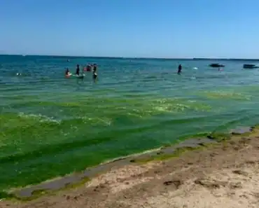 Turiști revoltați în Mamaia de „munții” de vegetație din apă Turiști revoltați în Mamaia de „munții” de vegetație din apă