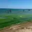 Turiști revoltați în Mamaia de „munții” de vegetație din apă