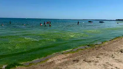 Turiști revoltați în Mamaia de „munții” de vegetație din apă