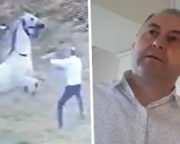 Ies la iveală informații cumplite din trecutul lui Fănel Bogos, în dosarul căruia a fost pusă sub acuzare Cristina Trăilă. Afaceristul a torturat un cal până la moarte. Polițiștii au descris scenele ca fiind „de o brutalitate ieșită din comun”