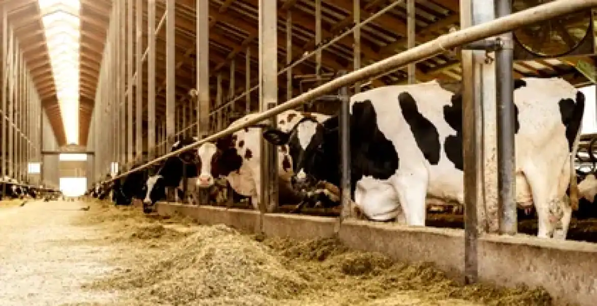 APIA Prahova începe distribuirea subvențiilor pentru crescătorii de animale