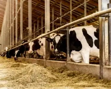APIA Prahova începe distribuirea subvențiilor pentru crescătorii de animale