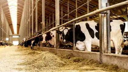 APIA Prahova începe distribuirea subvențiilor pentru crescătorii de animale