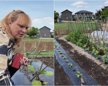 Viața unei românce care este stabilită de 30 de ani în Japonia. „Sunt numai aparențe” Viața unei românce care este stabilită de 30 de ani în Japonia. „Sunt numai aparențe”