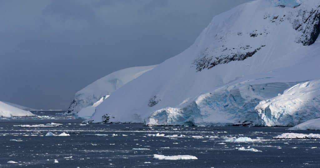 O muscă din Arctica a ajuns în Antarctica. Oamenii de ştiinţă avertizează: poate provoca „o destabilizare ecosistemică a mediului”