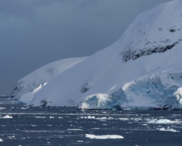 O muscă din Arctica a ajuns în Antarctica. Oamenii de ştiinţă avertizează: poate provoca „o destabilizare ecosistemică a mediului”