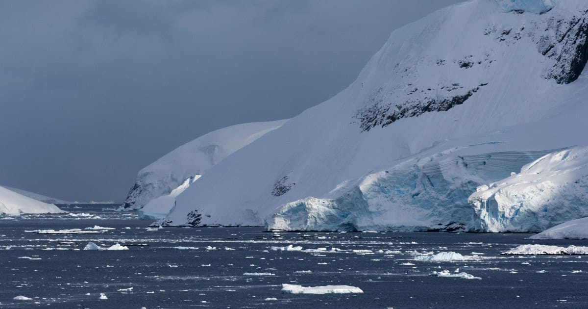 O muscă din Arctica a ajuns în Antarctica. Oamenii de ştiinţă avertizează: poate provoca „o destabilizare ecosistemică a mediului”