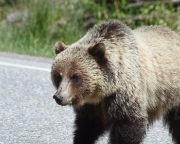 Clipe de groază în Mureș: un bărbat a fost atacat de urs după ce mașina în care se afla a lovit animalul Clipe de groază în Mureș: un bărbat a fost atacat de urs după ce mașina în care se afla a lovit animalul