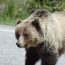 Clipe de groază în Mureș: un bărbat a fost atacat de urs după ce mașina în care se afla a lovit animalul