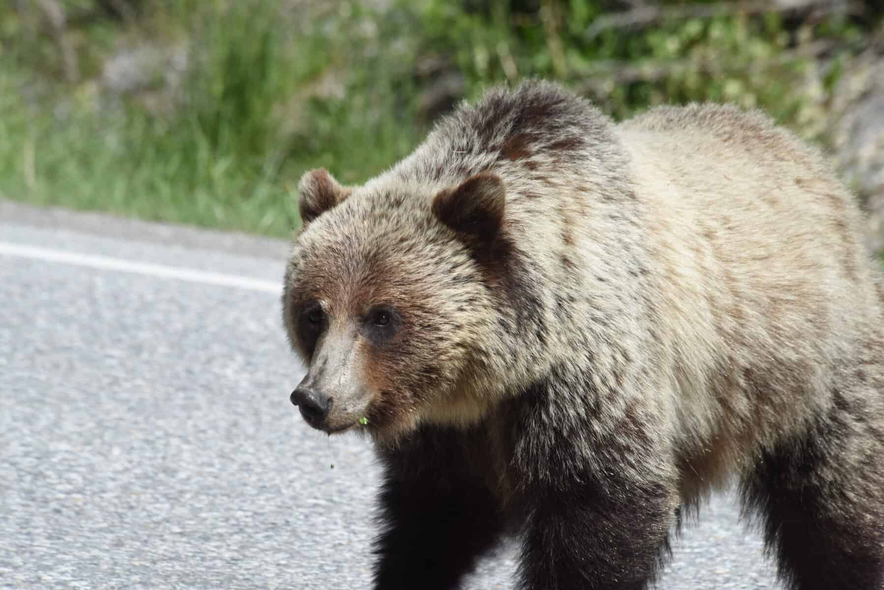 Clipe de groază în Mureș: un bărbat a fost atacat de urs după ce mașina în care se afla a lovit animalul