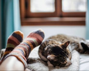 Motivul pentru care pisica ta doarme în pat, lângă tine. Nu este doar pentru că îi place confortul