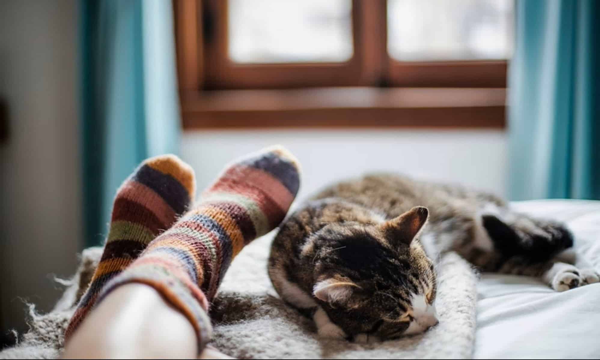 Motivul pentru care pisica ta doarme în pat, lângă tine. Nu este doar pentru că îi place confortul Motivul pentru care pisica ta doarme în pat, lângă tine. Nu este doar pentru că îi place confortul