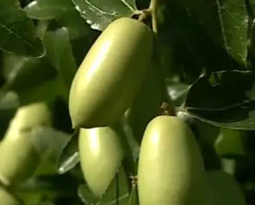 Culturile exotice care au dat lovitura la Dăbuleni: „Avem în jur de 10 kg pe un pom” Culturile exotice care au dat lovitura la Dăbuleni: „Avem în jur de 10 kg pe un pom”