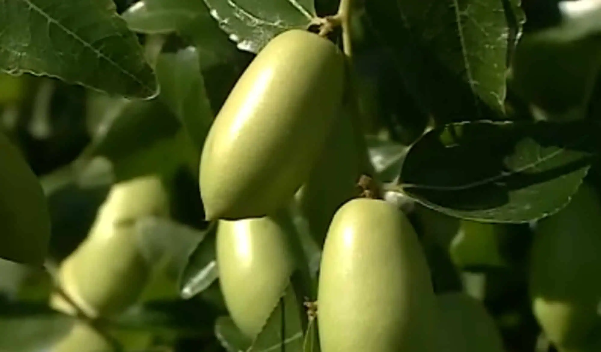 Culturile exotice care au dat lovitura la Dăbuleni: „Avem în jur de 10 kg pe un pom” Culturile exotice care au dat lovitura la Dăbuleni: „Avem în jur de 10 kg pe un pom”