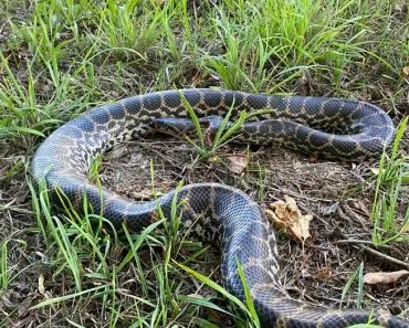 Un șarpe anaconda uriaș, descoperit pe malul Dunării. Poliția caută proprietarul Un șarpe anaconda uriaș, descoperit pe malul Dunării. Poliția caută proprietarul