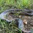 Un șarpe anaconda uriaș, descoperit pe malul Dunării. Poliția caută proprietarul