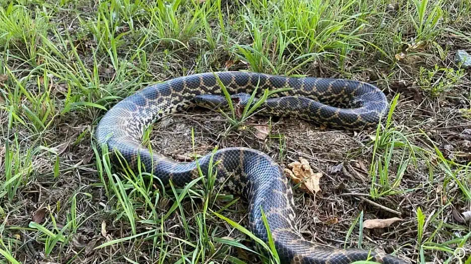 Un șarpe anaconda uriaș, descoperit pe malul Dunării. Poliția caută proprietarul