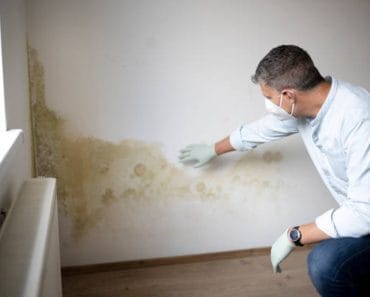 Planta pe care trebuie să o ai în dormitor toamna. Ține mucegaiul la distanță și reduce umezeala