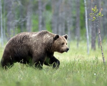 Un urs a fost văzut de două ori în apropiere de București. Localnicii au primit mesaje RO-Alert