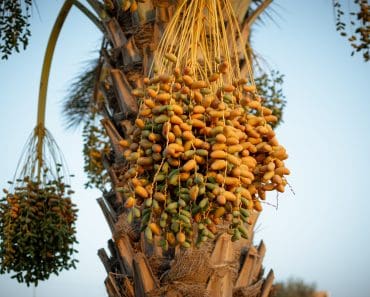 Se cultivă și în România, iar un singur hectar poate aduce 100.000 de euro. Cultura rară cu producție de până la 40 de tone Se cultivă și în România, iar un singur hectar poate aduce 100.000 de euro. Cultura rară cu producție de până la 40 de tone