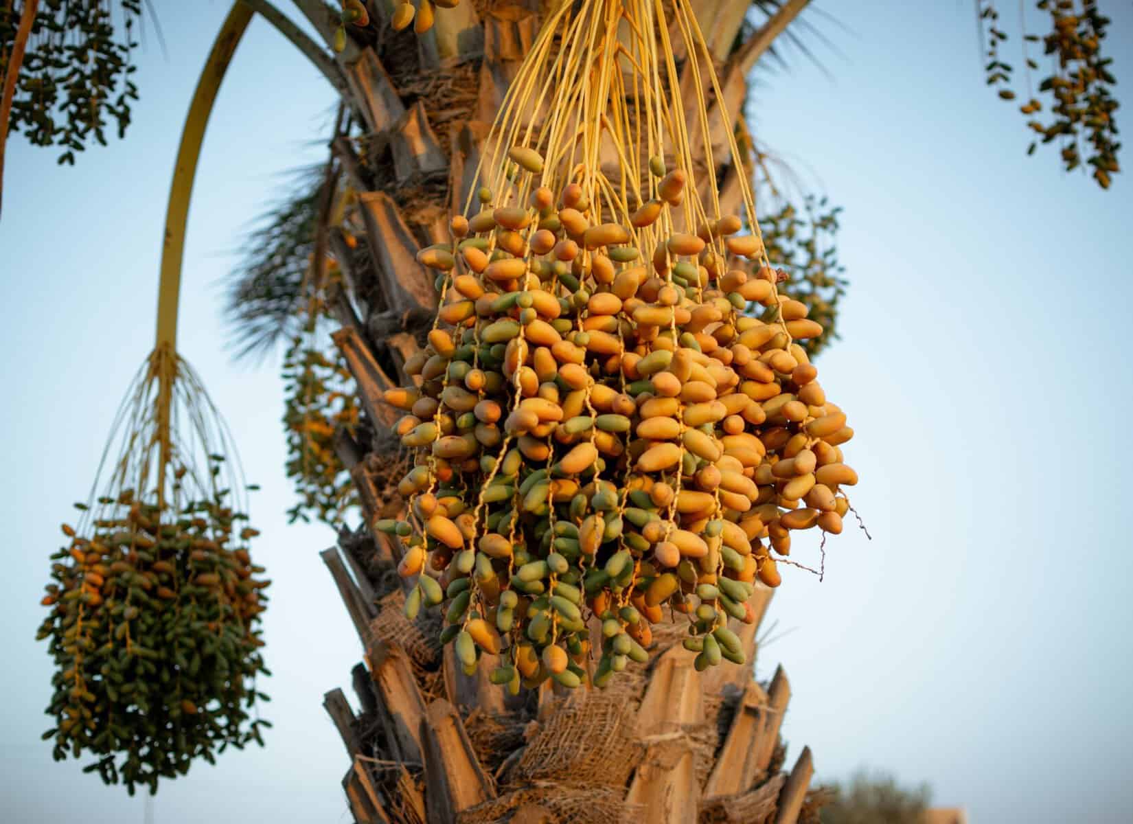 Se cultivă și în România, iar un singur hectar poate aduce 100.000 de euro. Cultura rară cu producție de până la 40 de tone
