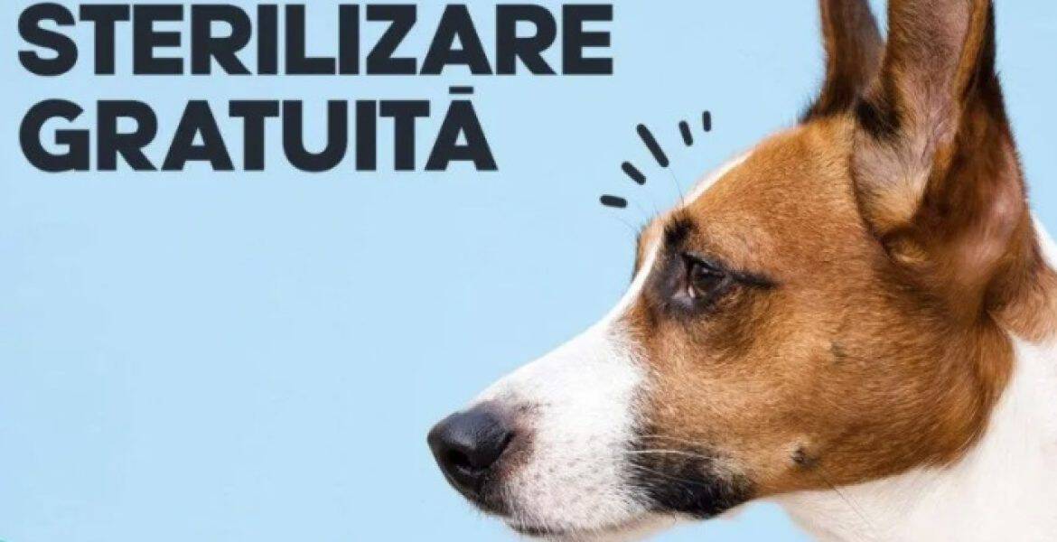 Campanie de sterilizări gratuite a câinilor, în Băicoi. Vezi anunțul primarului Marius Constantin