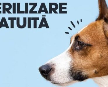 Campanie de sterilizări gratuite a câinilor, în Băicoi. Vezi anunțul primarului Marius Constantin Campanie de sterilizări gratuite a câinilor, în Băicoi. Vezi anunțul primarului Marius Constantin